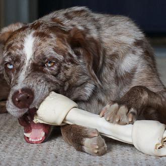 Chuches para perros: cuestiones (de peso) a tener en cuenta