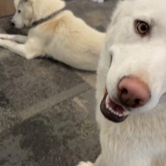 Dos perras perdidas de lo más listas: se cuelan en …