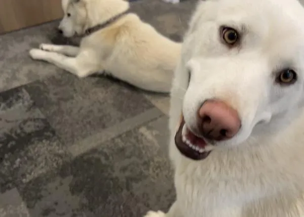 Dos perras perdidas de lo más listas: se cuelan en un hotel extra dog friendly ¡y se convierten en huéspedes temporales!