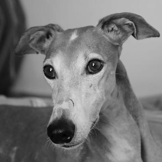 El inolvidable y bello homenaje a la Galga Astrid, la …