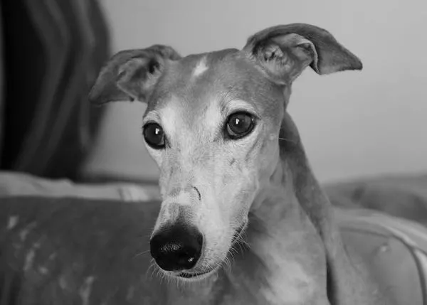 El inolvidable y bello homenaje a la Galga Astrid, la 