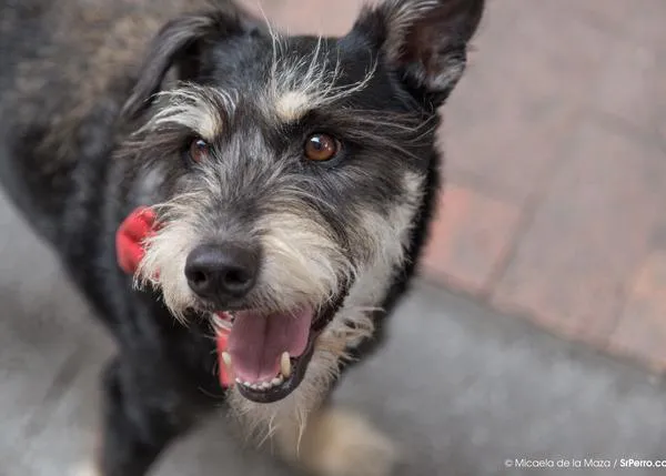 Emociones que no son solo humanas: la risa y la sonrisa en los perros