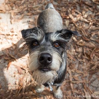 Una droga podría prolongar la vida de los perros entre …
