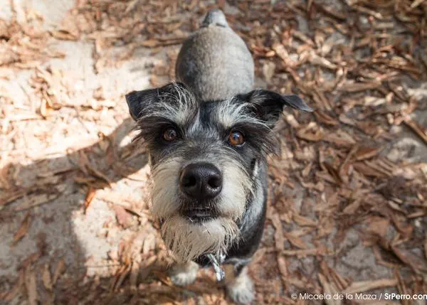 Una droga podría prolongar la vida de los perros entre 2 y 5 años 