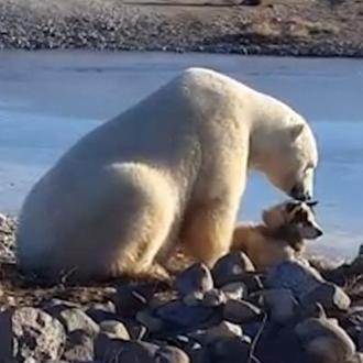 El oso polar que acaricia al perro: un vídeo viral …