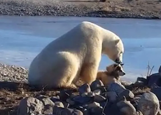 El oso polar que acaricia al perro: un vídeo viral cuya historia no es tan 