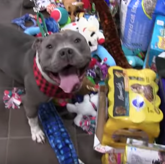 Perros y gatos en una protectora eligen sus nuevos juguetes …
