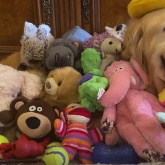Una Golden Retriever traumatizada tras pasar toda su vida pariendo …