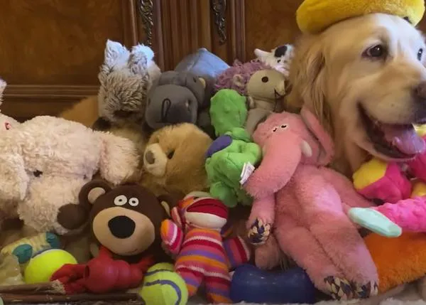 Una Golden Retriever traumatizada tras pasar toda su vida pariendo en una granja de cachorros aprende a ser feliz