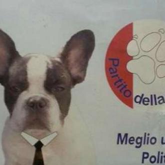 Stefano, un bulldog francés, aspirante a alcalde ¡Canes al poder! 