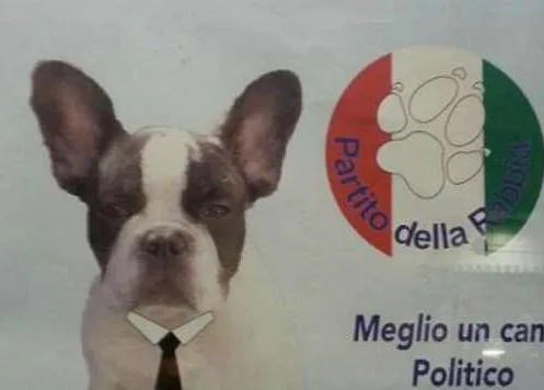 Stefano, un bulldog francés, aspirante a alcalde ¡Canes al poder! 