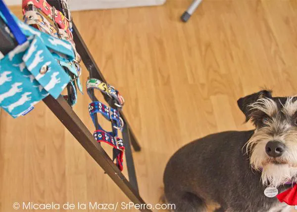 Llega la primavera a Pepito & Co y SrPerro ha estado de visita