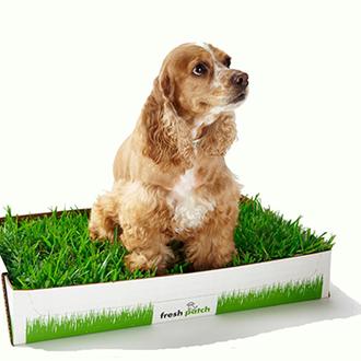 La hierba portátil para pises perrunos