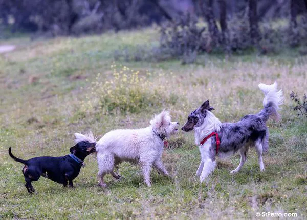 Día Mundial de la Esterilización Animal, para acabar con el sacrificio de animales sanos #WorldSpayDay #DíaMundialEsterilizaciónAnimal