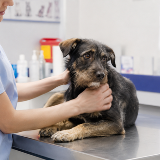 El Reino Unido prepara una reforma histórica del sector veterinario …