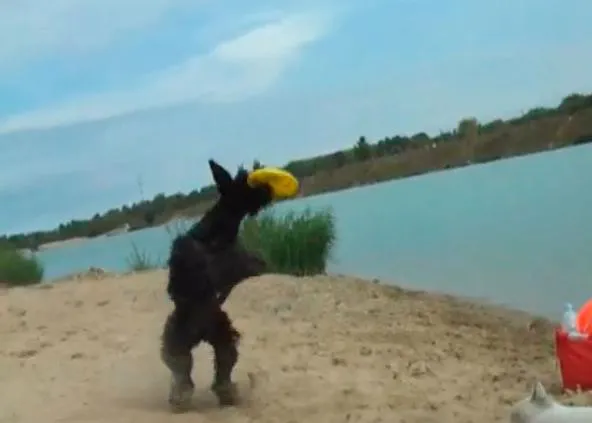 Bienvenidos al planeta de los perros