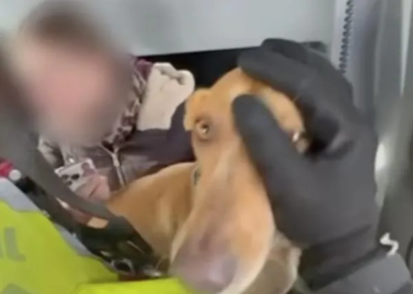 La Guardia Civil comparte emotivas imágenes de rescates de familias con sus perros tras la Dana Adam