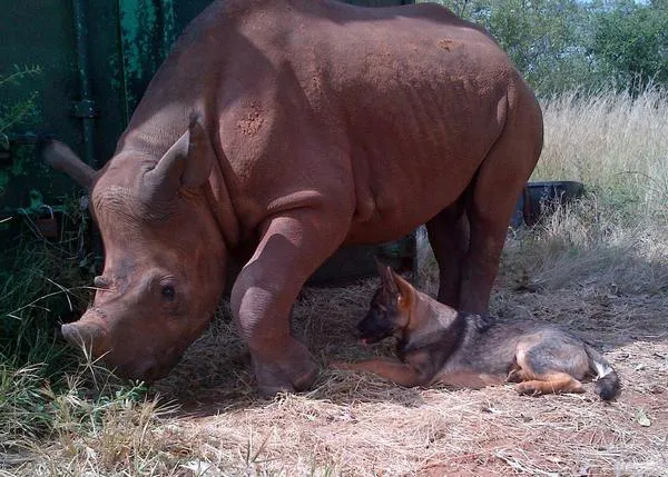 El perro y los bebés rinoceronte, el can y el bebé elefante: amistades imprescindibles 