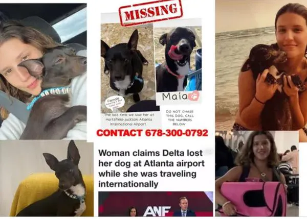Tras tres semanas desaparecida en un aeropuerto, logran encontrar a Maia, la chihuahua perdida por una línea aérea