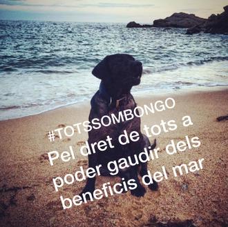 La familia de un perro con artrosis recoge firmas para …