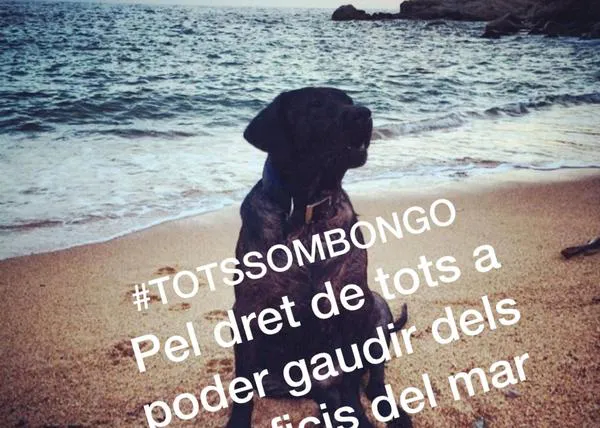 La familia de un perro con artrosis recoge firmas para que él y los demás canes puedan disfrutar del mar en Tossa