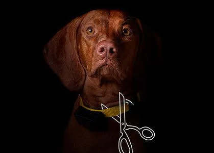 #StopTheShock: una de las mayores cadenas de productos para animales lanza una campaña contra los collares eléctricos