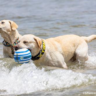 ¡Dos nuevas playas caninas para el verano de 2023! La …