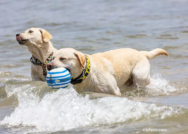 ¡Dos nuevas playas caninas para el verano de 2023! La Línea de la Concepción confirma Los Manolos y Santa Clara