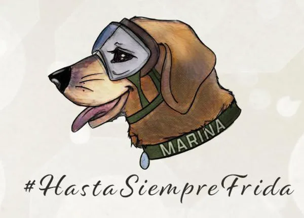 Homenajes de despedida en todo el mundo a Frida, la famosa perra rescatista mexicana