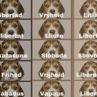 El experimento con los 38 Beagles en Vivotecnia comenzará en …