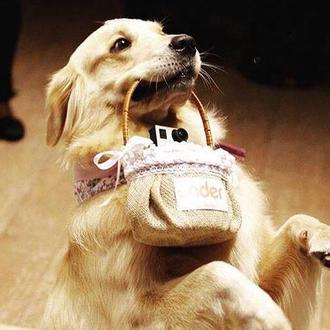 Los perros que triunfan llevando los anillos en la boda …