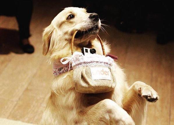 Los perros que triunfan llevando los anillos en la boda de sus humanos