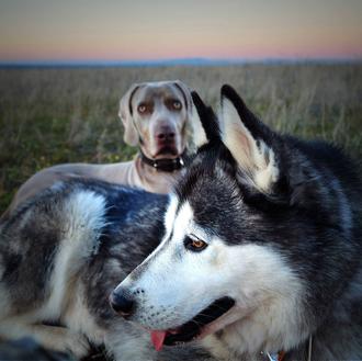 Bruma & Friends: maravillosas fotos perrunas para fomentar la adopción