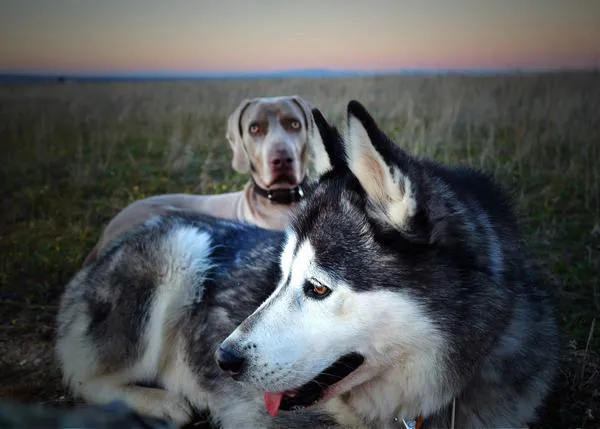 Bruma & Friends: maravillosas fotos perrunas para fomentar la adopción