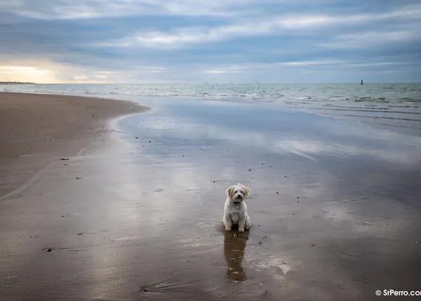 Este verano, Sanlúcar de Barrameda ya tiene, por fin, una playa para ir con perro, ¡una playa canina oficial!