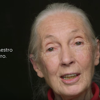 Maestro perro: Jane Goodall y su relación con los canes …