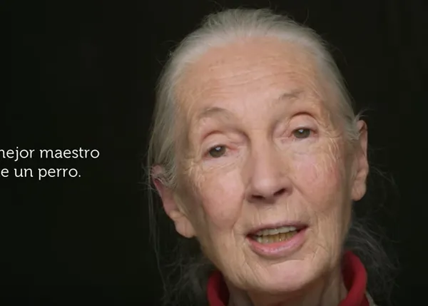 Maestro perro: Jane Goodall y su relación con los canes, con la felicidad, la vida... 