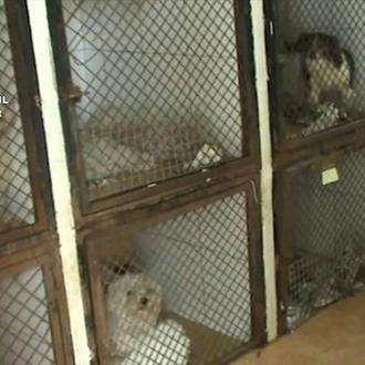 Bichón maltés, Chihuahua, Pomerania, Yorkshire... hasta 191 perros intervenidos de …