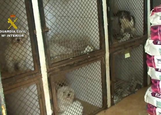Bichón maltés, Chihuahua, Pomerania, Yorkshire... hasta 191 perros intervenidos de un criadero en Madrid