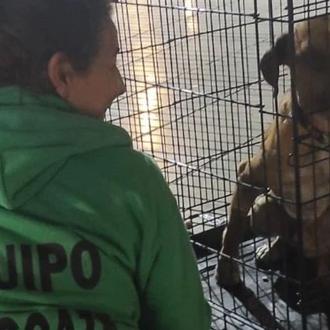 Logran rescatar al perro que estaba en las vías del …