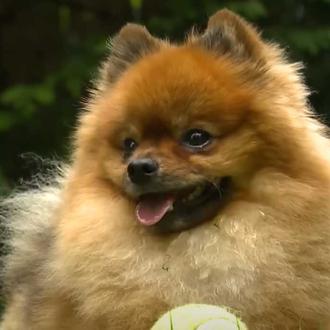 Scout, el pomerania que se ha hecho famoso por... ¡echar …