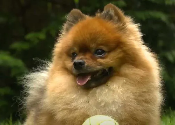 Scout, el pomerania que se ha hecho famoso por... ¡echar a un oso de su casa!