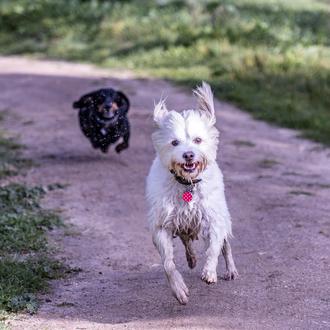 Enero es #walkyourdogmonth: un mes dedicado a concienciar sobre la …