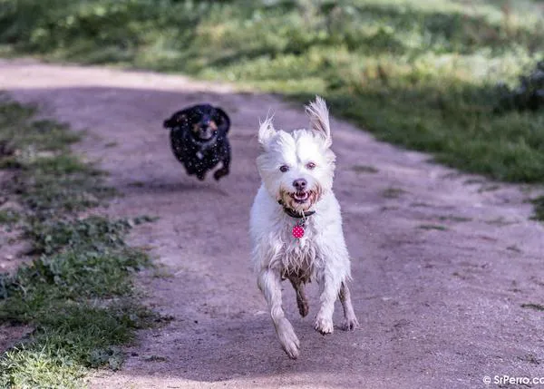 Enero es #walkyourdogmonth: un mes dedicado a concienciar sobre la importancia de los paseos con perro