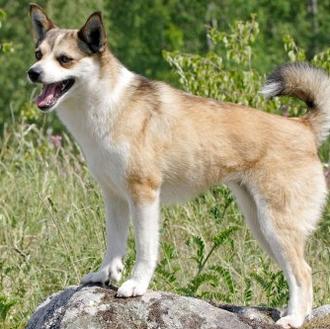 Ante la desconocida enfermedad que está matando perros en Noruega …