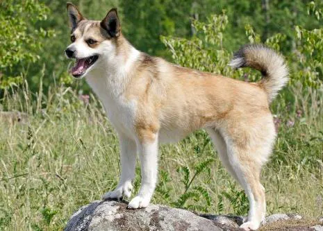 Ante la desconocida enfermedad que está matando perros en Noruega, las autoridades piden evitar todo contacto entre canes