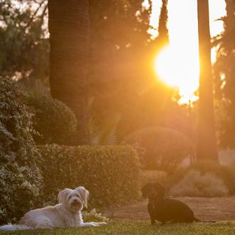 Enriquecimiento ambiental para perros: un estudio mide qué actividades son …