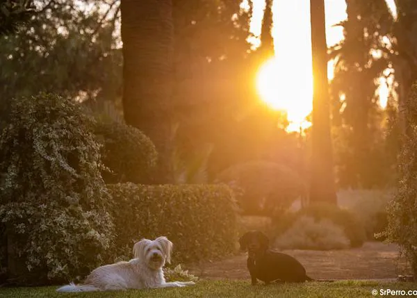 Enriquecimiento ambiental para perros: un estudio mide qué actividades son más relajantes