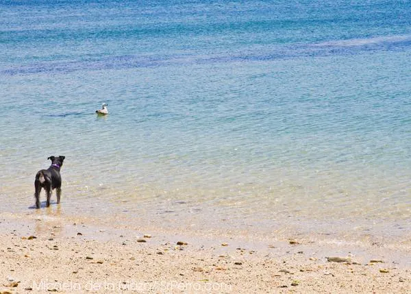 Una de cal y otra de arena: Perros sí en Vigo y perros no en (las playas) de Cangas