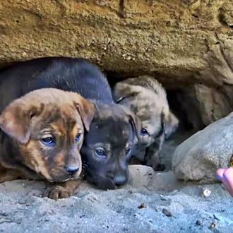 El emocionante rescate de 9 cachorritos que estaban escondidos en …